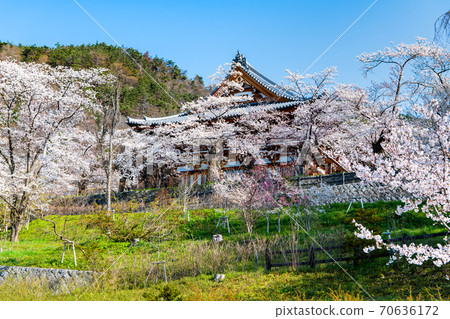 長野縣長野市Zenkoji Unjoden的櫻花 長野縣長野市Zenkoji Unjoden的櫻花 70636172