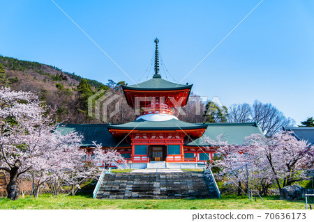 長野縣長野市Zenkoji Unjoden的櫻花 70636173