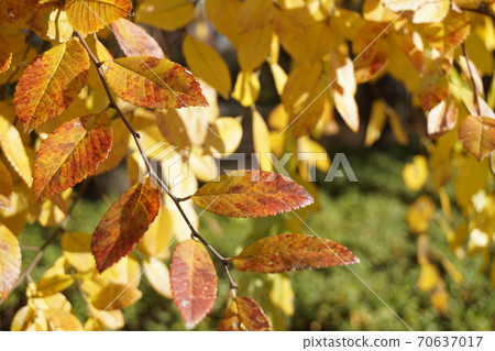 秋天的樹葉 70637017