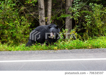 Black Bear eating grass on the side of the road Black Bear eating grass on the side of the road 70638597
