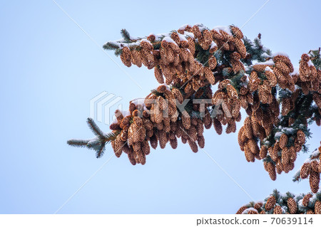 Green spruce branches with needles and cones against a blue sky in winter. Many cones on spruce. Green spruce branches with needles and cones against a blue sky in winter. Many cones on spruce. 70639114