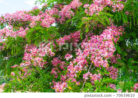 Cassia bakeriana Craib, Cassia bakeriana Craib, 70639610