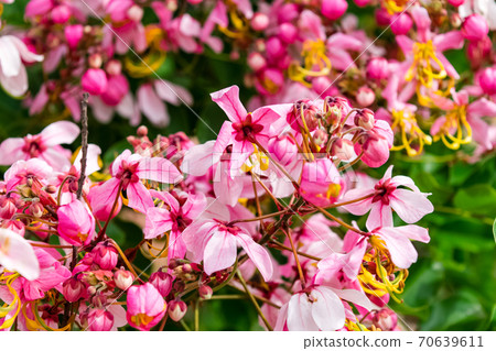 Cassia bakeriana Craib, Cassia bakeriana Craib, 70639611