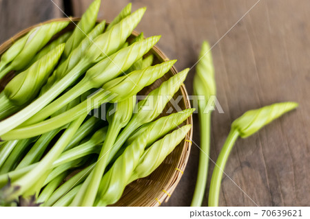 Moonflower (Ipomoea alba L.) Herb Vegetables 70639621