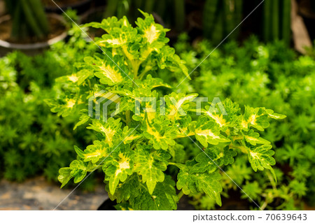 Coleus, Painted nettle Coleus, Painted nettle 70639643