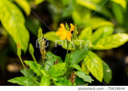Orange Flower of Barleria strigosa Willd Orange Flower of Barleria strigosa Willd 70639644