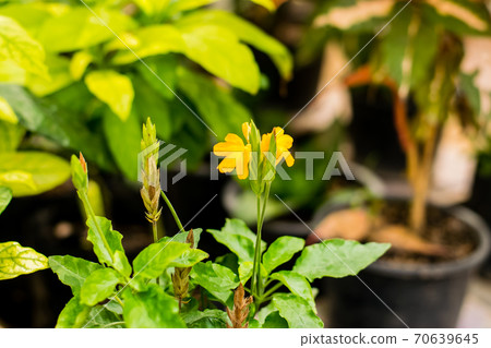 Orange Flower of Barleria strigosa Willd Orange Flower of Barleria strigosa Willd 70639645