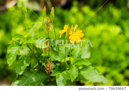 Orange Flower of Barleria strigosa Willd Orange Flower of Barleria strigosa Willd 70639647
