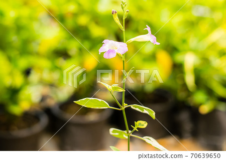 Justicia Gangetica flower Justicia Gangetica flower 70639650