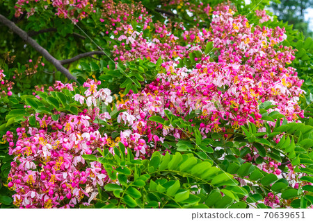 Cassia bakeriana Craib, Cassia bakeriana Craib, 70639651