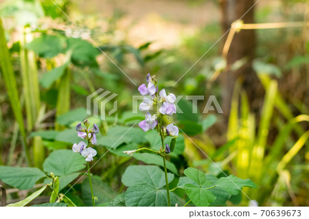 Lablab purpureus growing Lablab purpureus growing 70639673