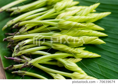 Moonflower (Ipomoea alba L.) Herb Vegetables 70639674