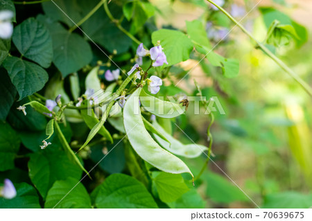 Lablab purpureus growing Lablab purpureus growing 70639675