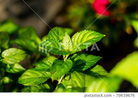 Strobilanthes nivea Bremek tree Strobilanthes nivea Bremek tree 70639676