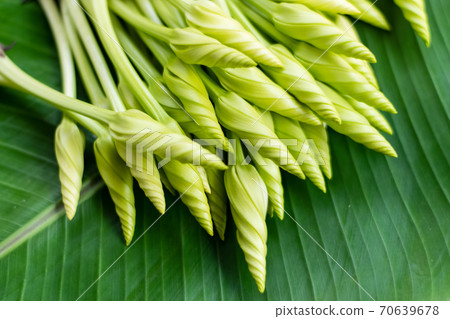 Moonflower (Ipomoea alba L.) Herb Vegetables 70639678