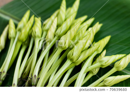 Moonflower (Ipomoea alba L.) Herb Vegetables 70639680