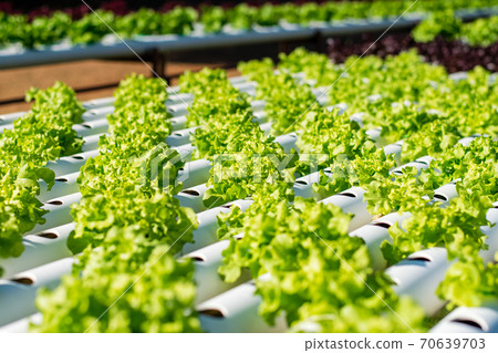 Hydroponic vegetable farm 70639703