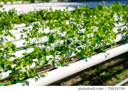 Hydroponic vegetable farm 70639704