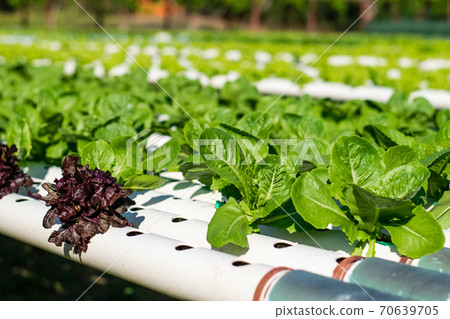 Hydroponic vegetable farm 70639705