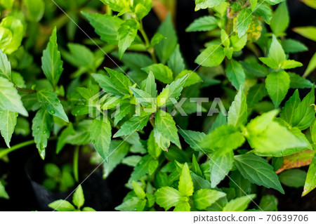 Orthosiphon aristatus green leaf 70639706