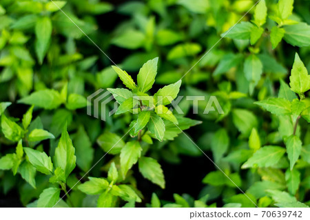 Orthosiphon aristatus green leaf 70639742