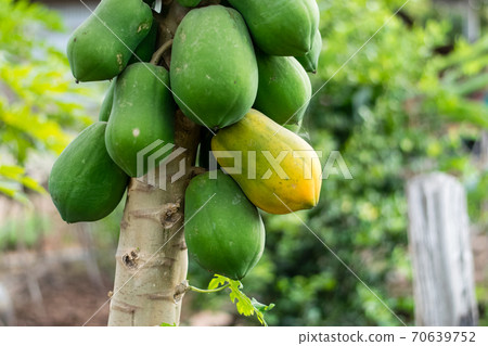 Papaya Fruit on tree Papaya Fruit on tree 70639752