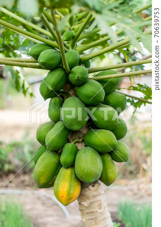 Papaya Fruit on tree 70639753
