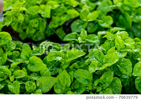 Fresh green Brazilian spinach plant 70639779