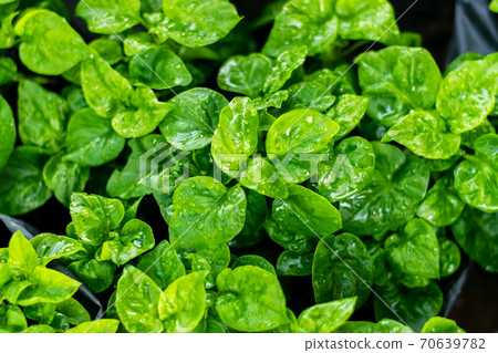 Fresh green Brazilian spinach plant 70639782