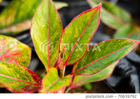 Colorful Aglaonema tree 70639792