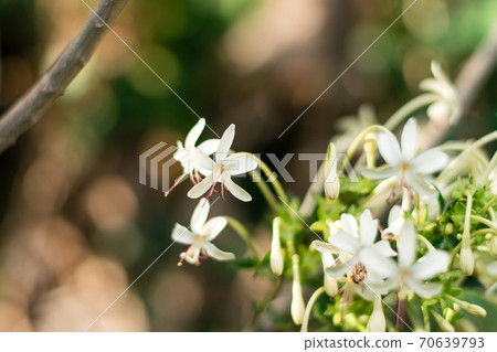 One Root Plant flowers One Root Plant flowers 70639793