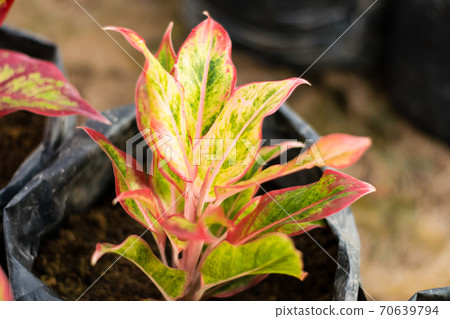 Colorful Aglaonema tree Colorful Aglaonema tree 70639794