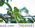 Raw persimmon open on tree branch 70640083