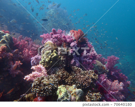Colorful coral reef with fish at Lipe Island, Andaman Sea, Indian Ocean, Thailand Colorful coral reef with fish at Lipe Island, Andaman Sea, Indian Ocean, Thailand 70640180