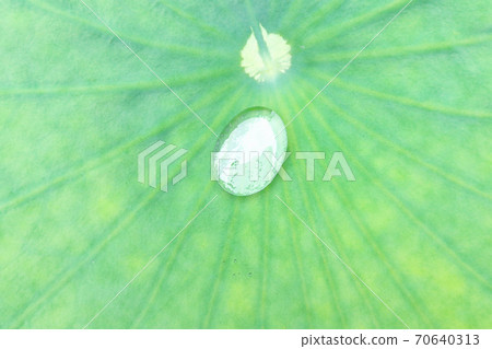 Sanmurotoji的“荷葉和水滴”水彩風格 70640313