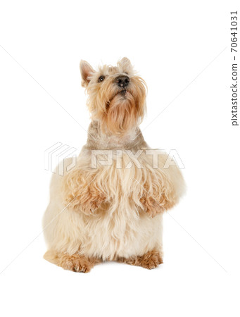 White Scottish terrier on a white background White Scottish terrier on a white background 70641031