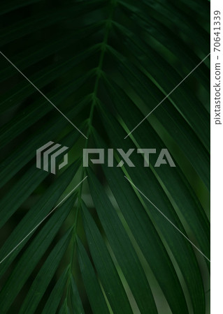 Palm leaves in dark tone 70641339
