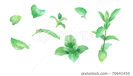 草藥：薄荷葉和樹枝的水彩插圖。 70641450