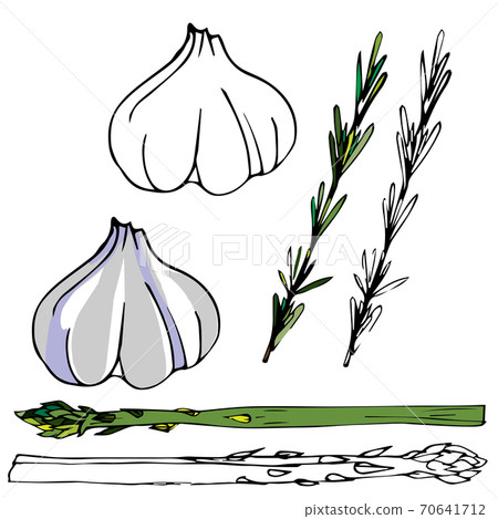 Drawn garlic, rosemary and asparagus. digital illustration. Cooking book design. Drawn garlic, rosemary and asparagus. digital illustration. Cooking book design. 70641712