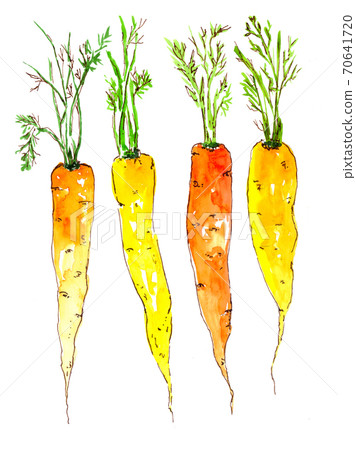 Carrot orange watercolor , isolated vegetable. summer garden. 70641720