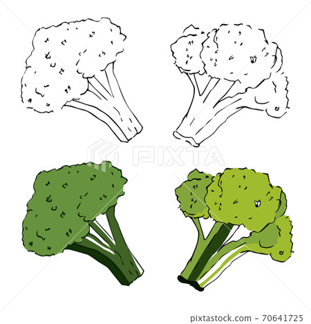 Green drawn broccoli, sketch style. Vegetable illustration. Green drawn broccoli, sketch style. Vegetable illustration. 70641725
