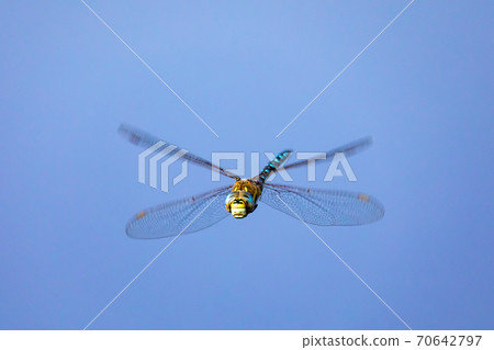 dragonfly, Aeshna cyanea, insect in natural dragonfly, Aeshna cyanea, insect in natural 70642797