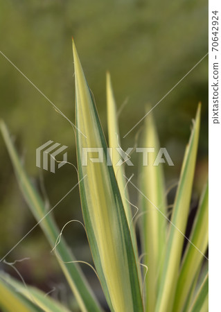 Variegated needle palm Color Guard Variegated needle palm Color Guard 70642924