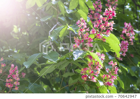 Blooming horse chestnut pink. Flowers on a branch with green foliage in the rays of the spring sun 70642947
