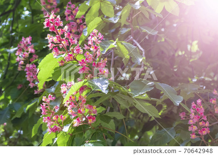 Blooming horse chestnut pink. Flowers on a branch with green foliage in the rays of the spring sun 70642948