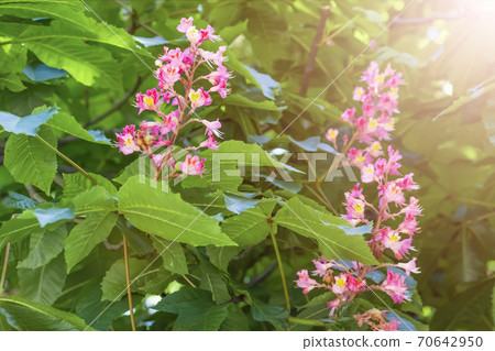 Blooming horse chestnut pink. Flowers on a branch with green foliage in the rays of the spring sun 70642950