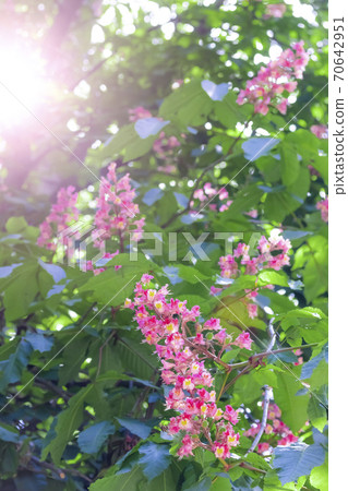 Blooming horse chestnut pink. Flowers on a branch with green foliage in the rays of the spring sun Blooming horse chestnut pink. Flowers on a branch with green foliage in the rays of the spring sun 70642951