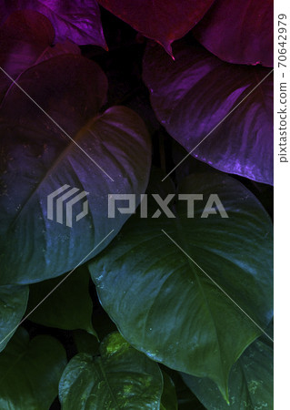 Tropical leaves with gradient color of blue and pink for background 70642979