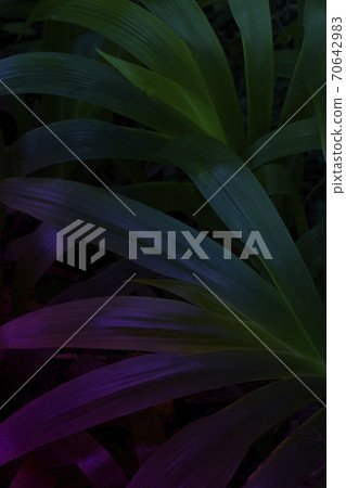 Tropical leaves with gradient color of blue and pink for background Tropical leaves with gradient color of blue and pink for background 70642983