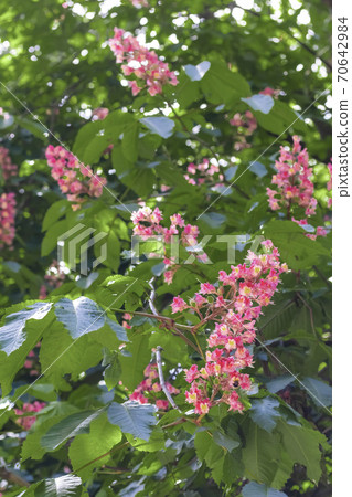 Horse chestnut pink flowers on a branch with green foliage on a sunny spring day. Spring positive mood Horse chestnut pink flowers on a branch with green foliage on a sunny spring day. Spring positive mood 70642984